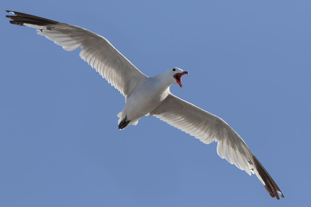 Le grandi ali del gabbiano corso
