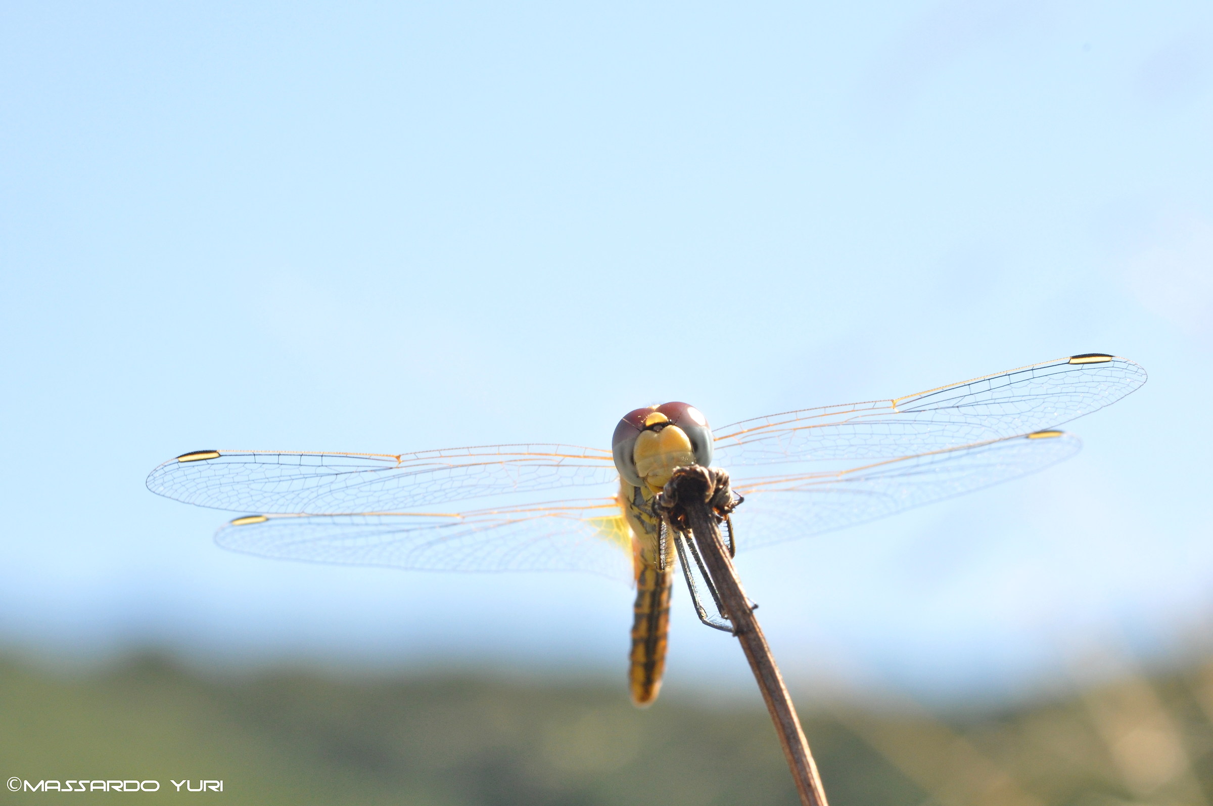 Sympetrum foscolombii