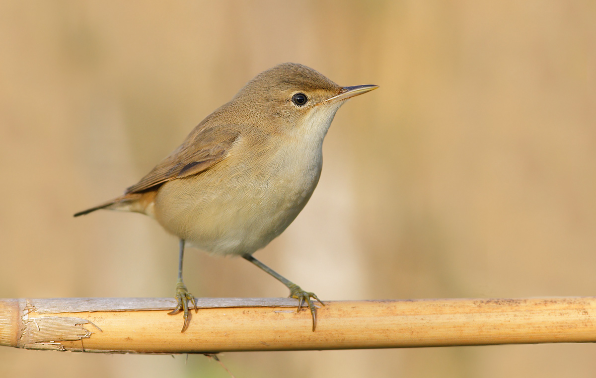 reed warbler