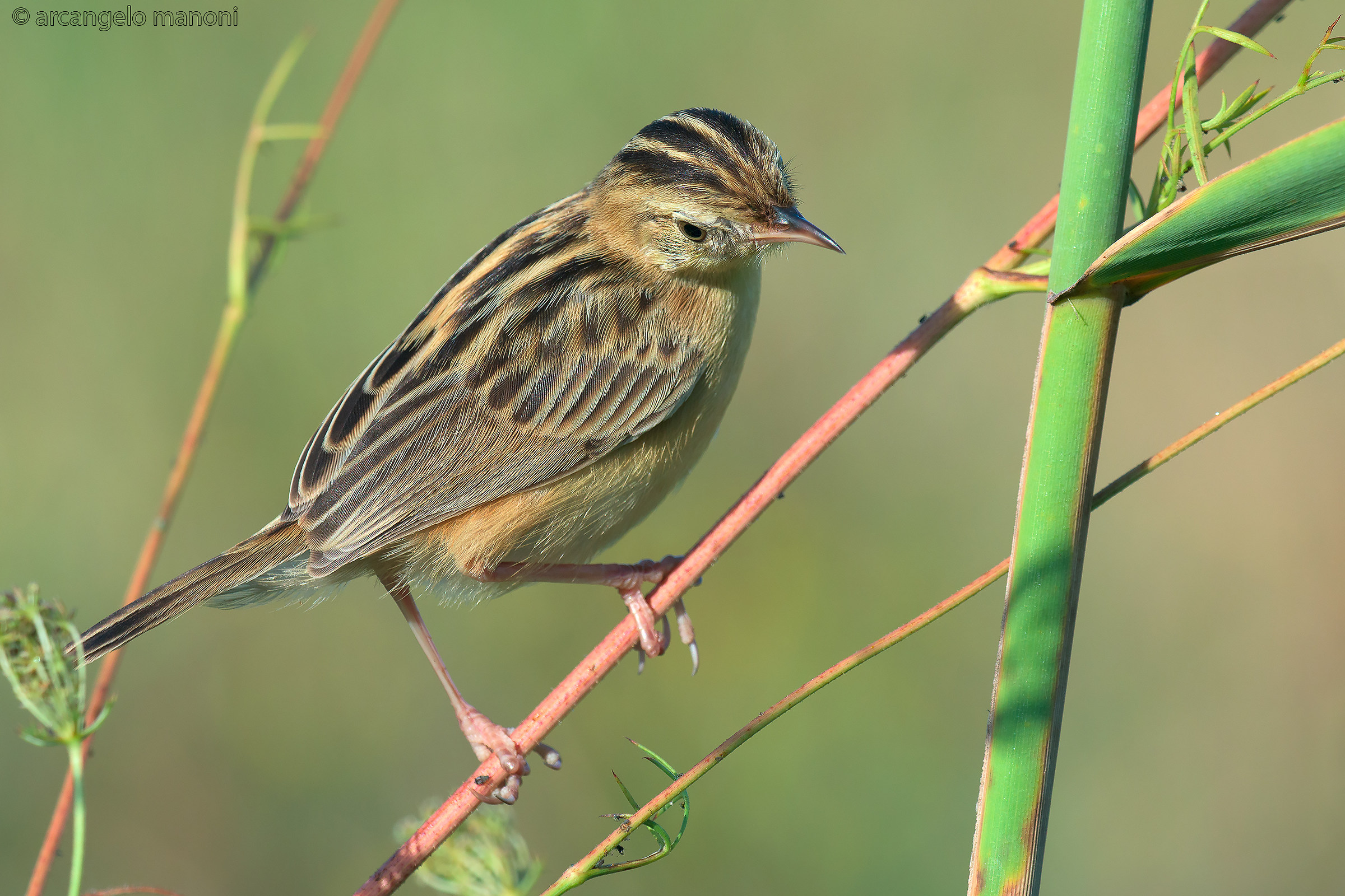Beccamoschino in search of food