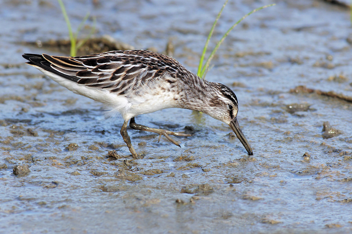 Broad-billed sandpiper