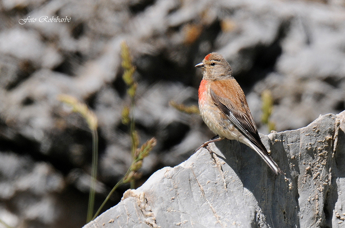 Fanello...maschio...