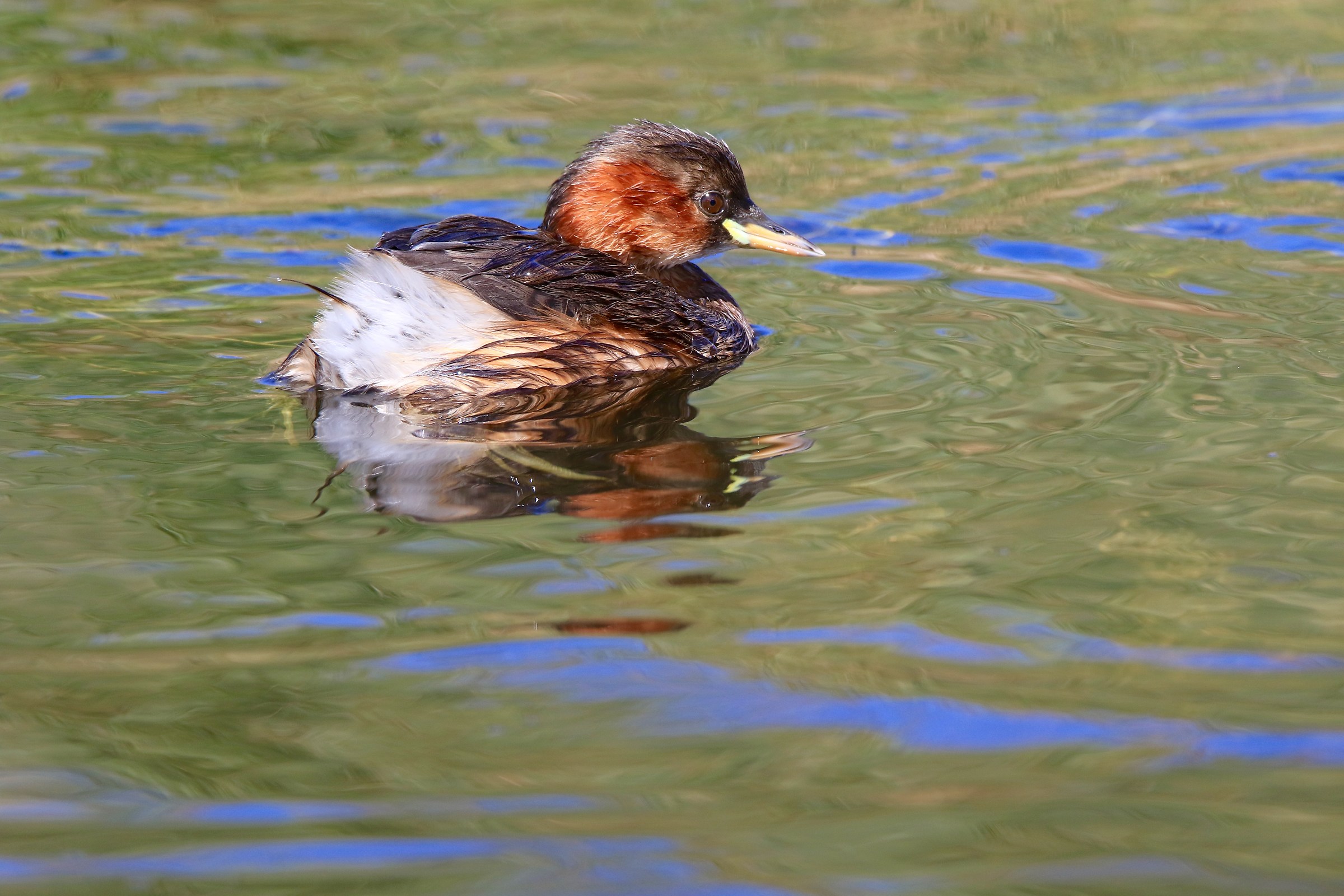 little grebe