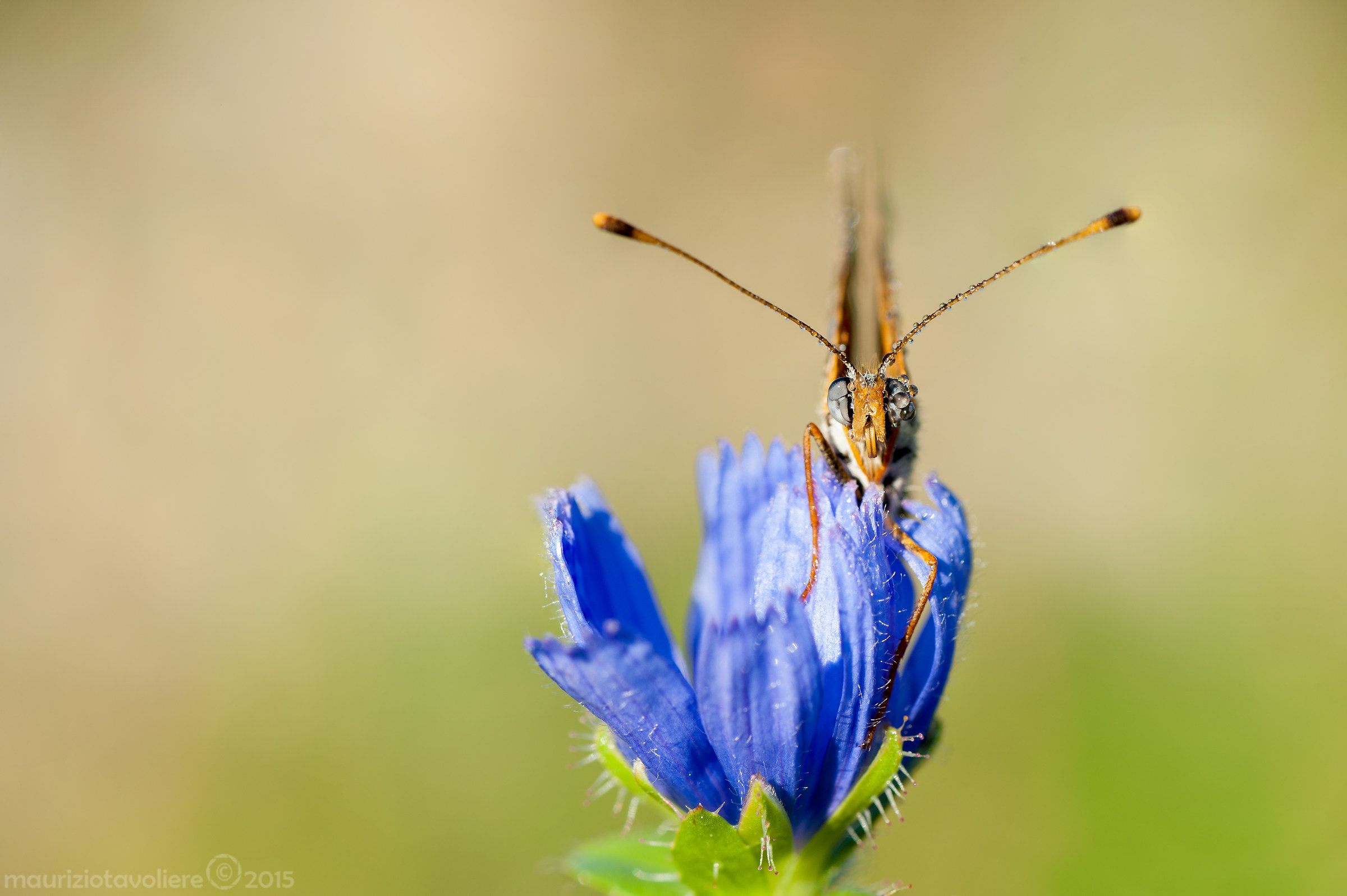 Melitaea didyma (Esper, 1779)