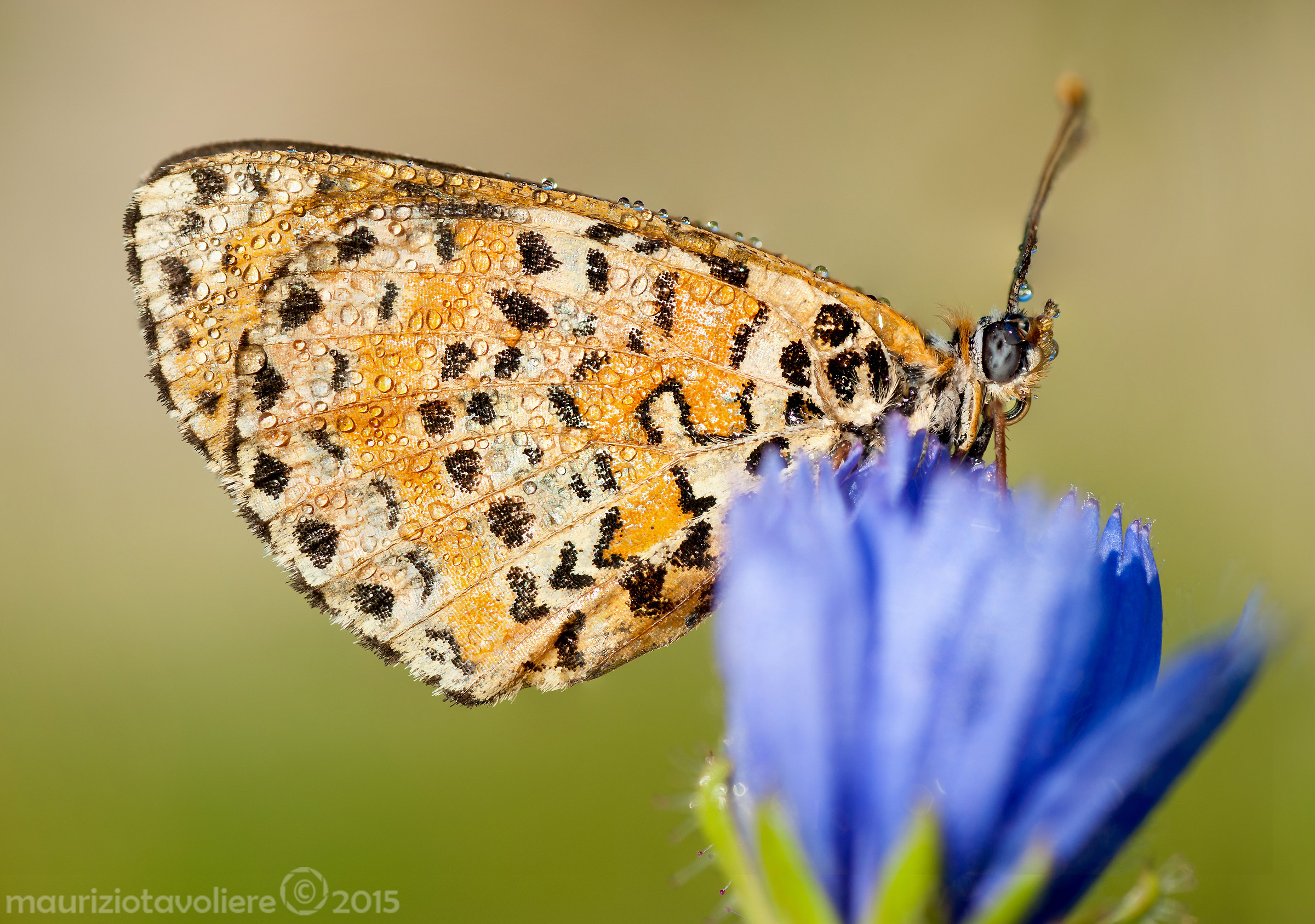 Melitaea didyma (Esper, 1779)