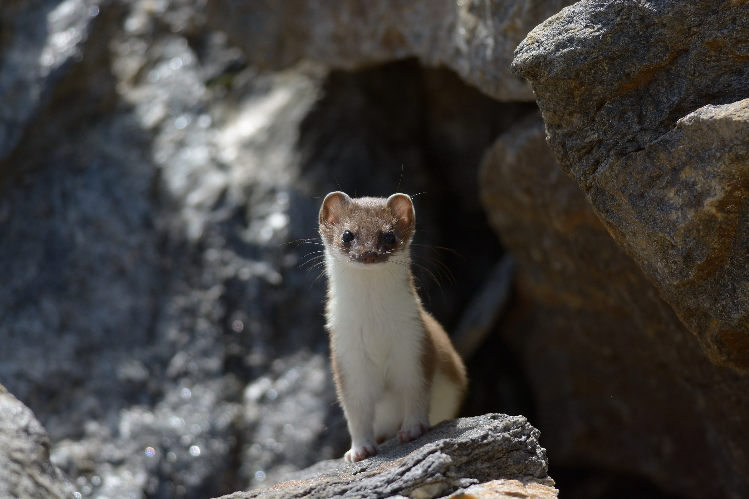 Ermine exclamation