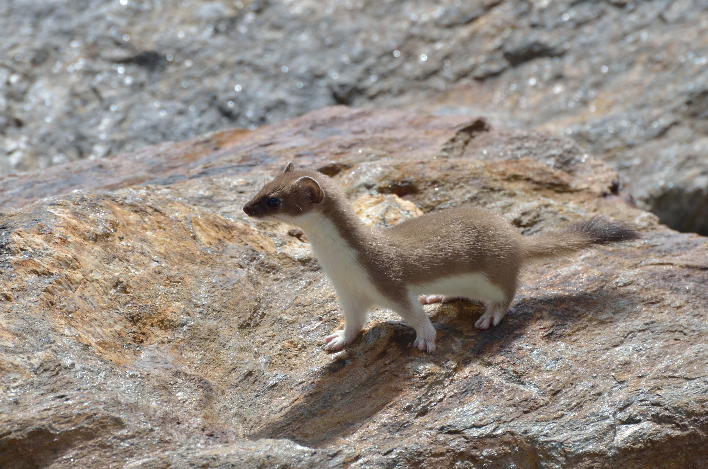 Ermine in summer dress