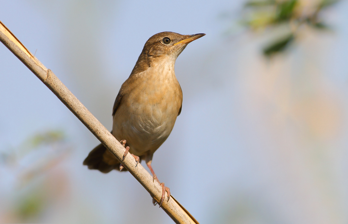 Savi's Warbler