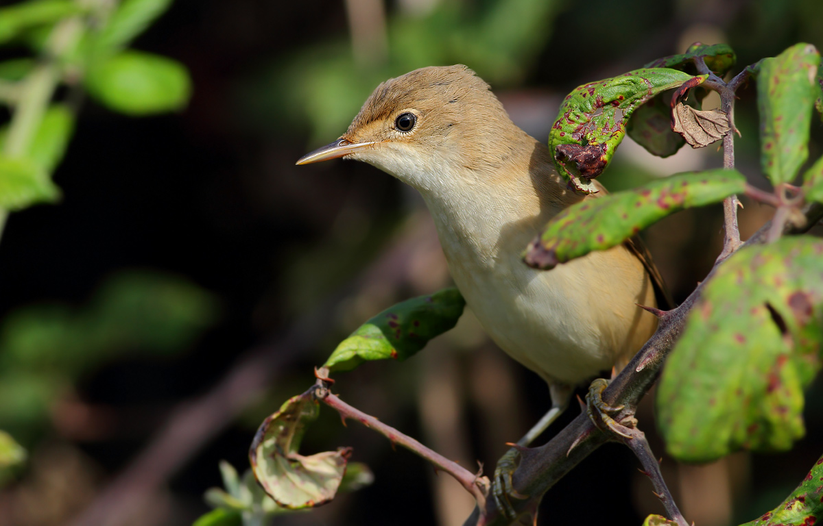 reed warbler