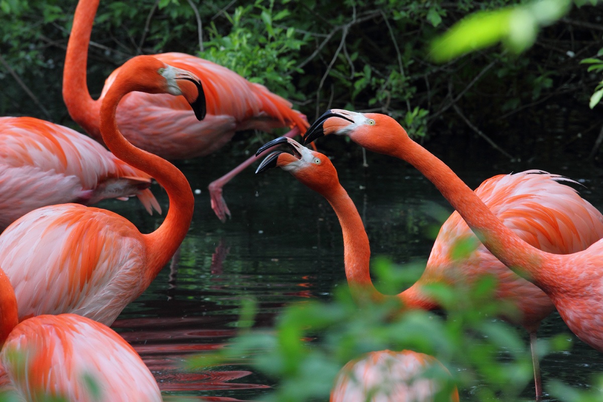 Fenicotteri in amore