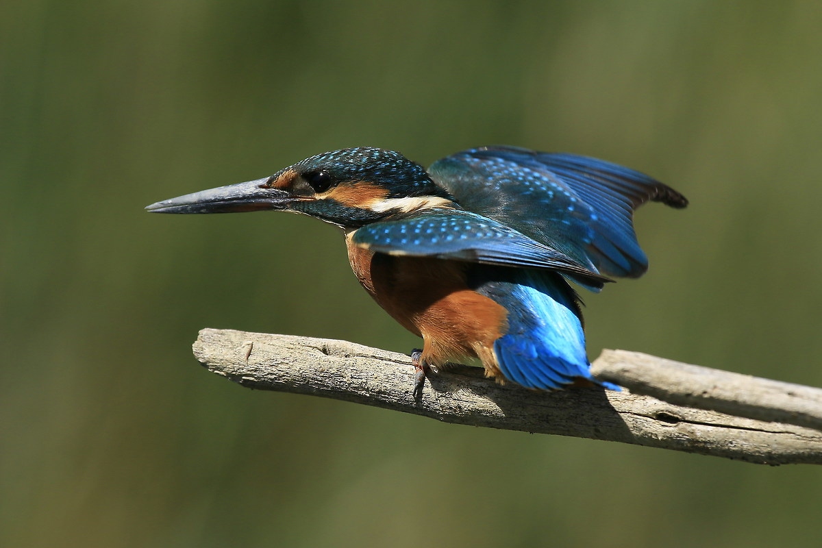 September 2015: Martino1