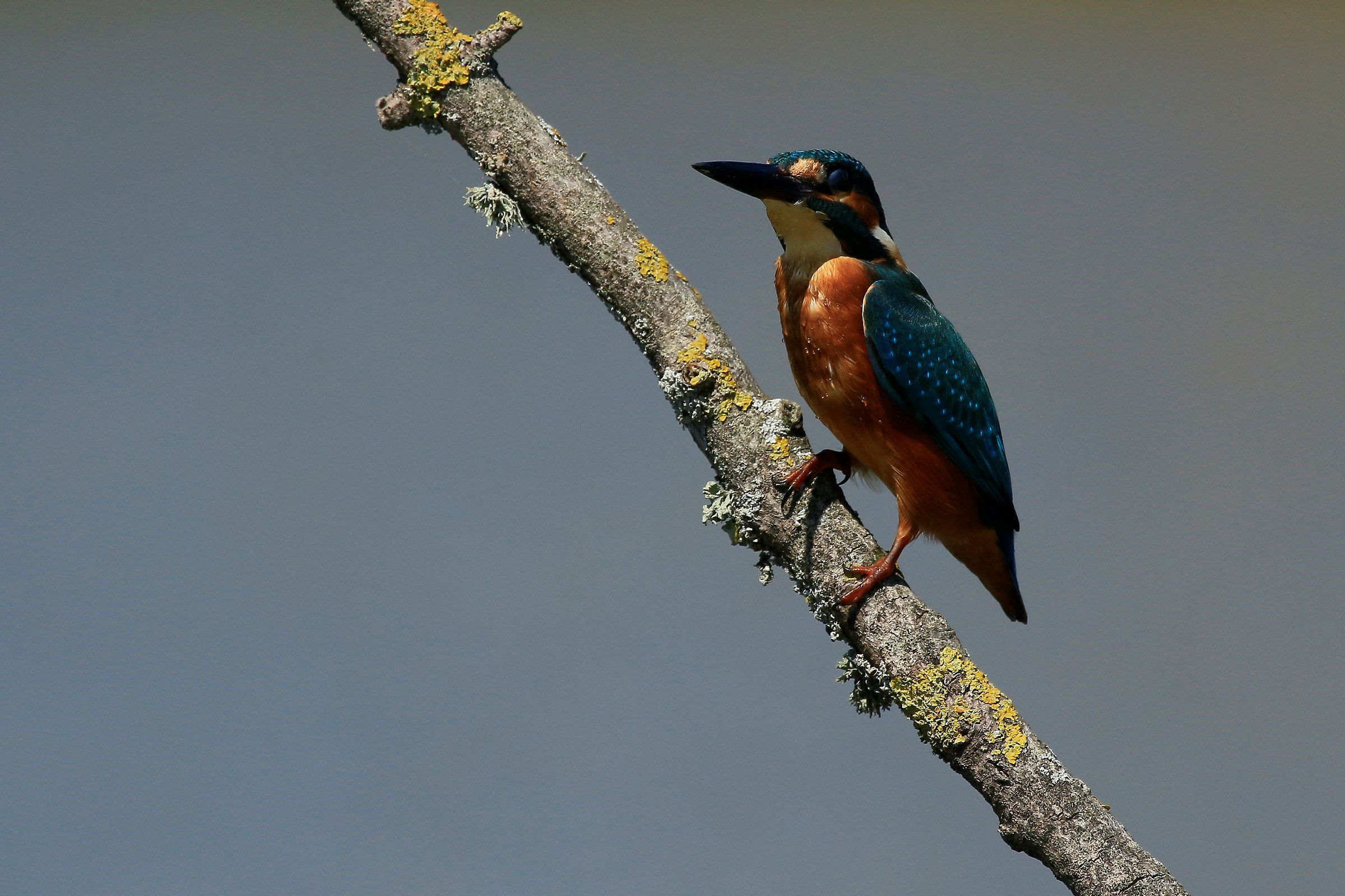 September 2015: Martino2