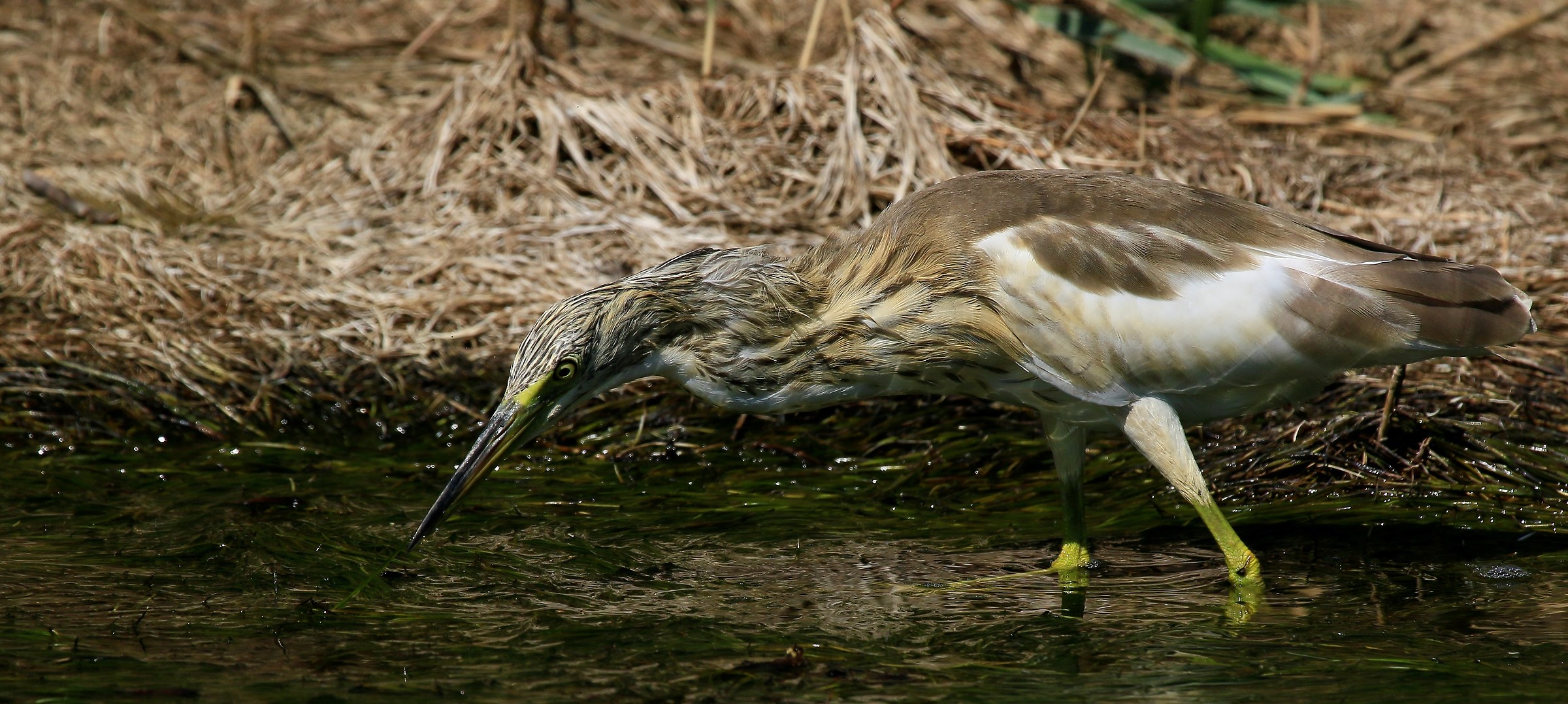 September 2015: Squacco