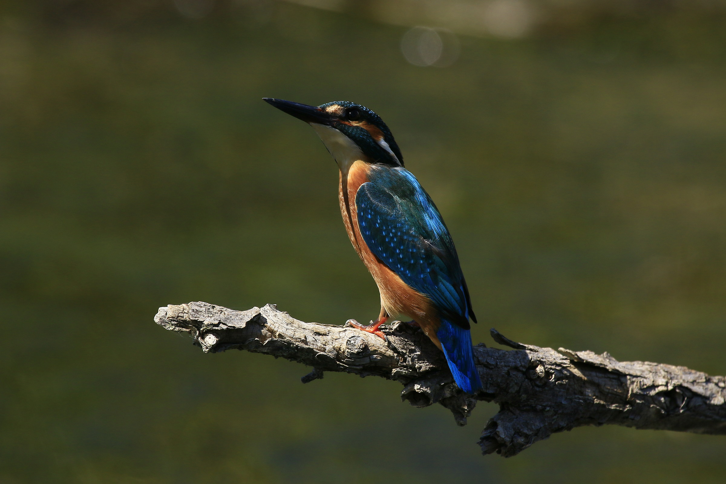 September 2015: Martin