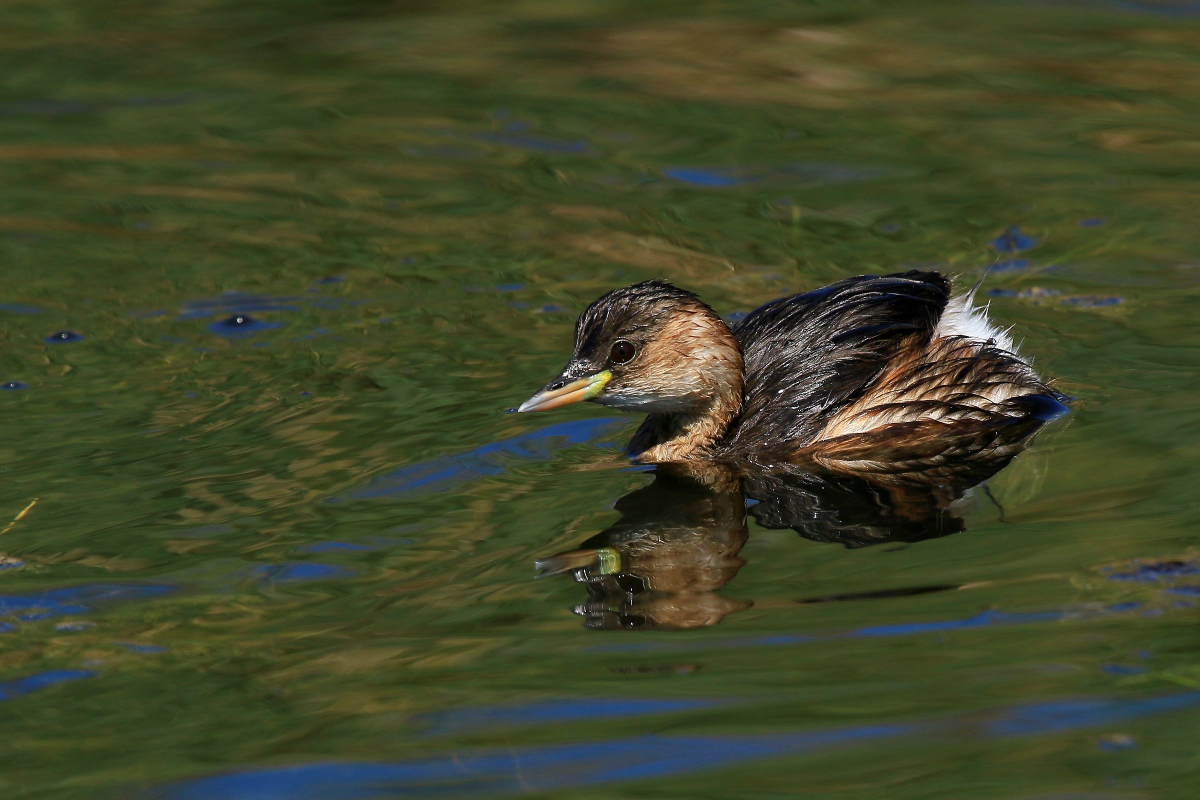 September 2015: Little Grebe