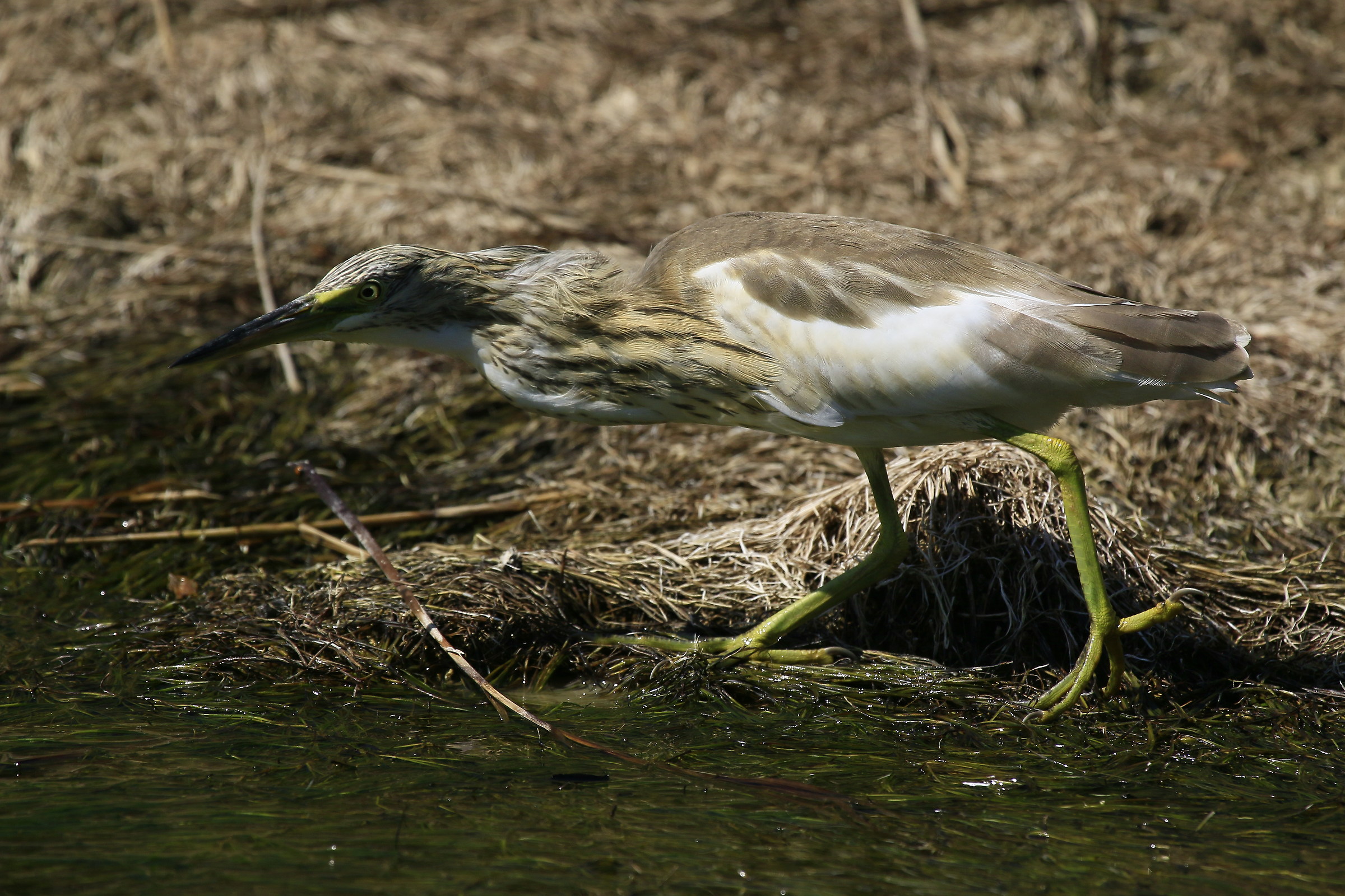 September 2015: Squacco