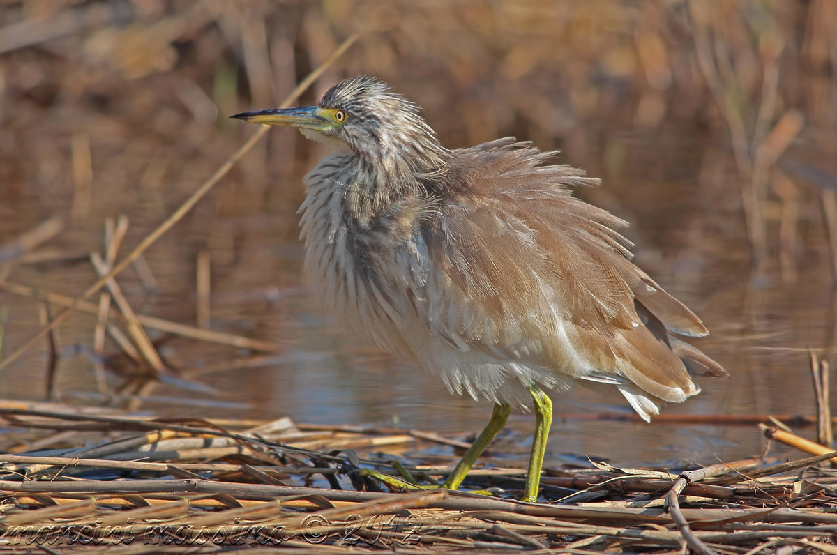 sgarza ciuffetto (Ardeola ralloides)