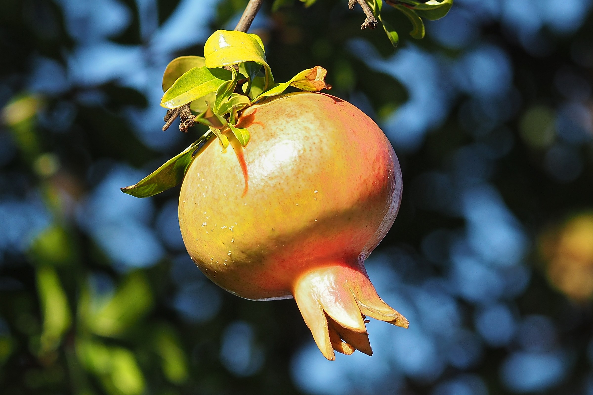 Pomegranate