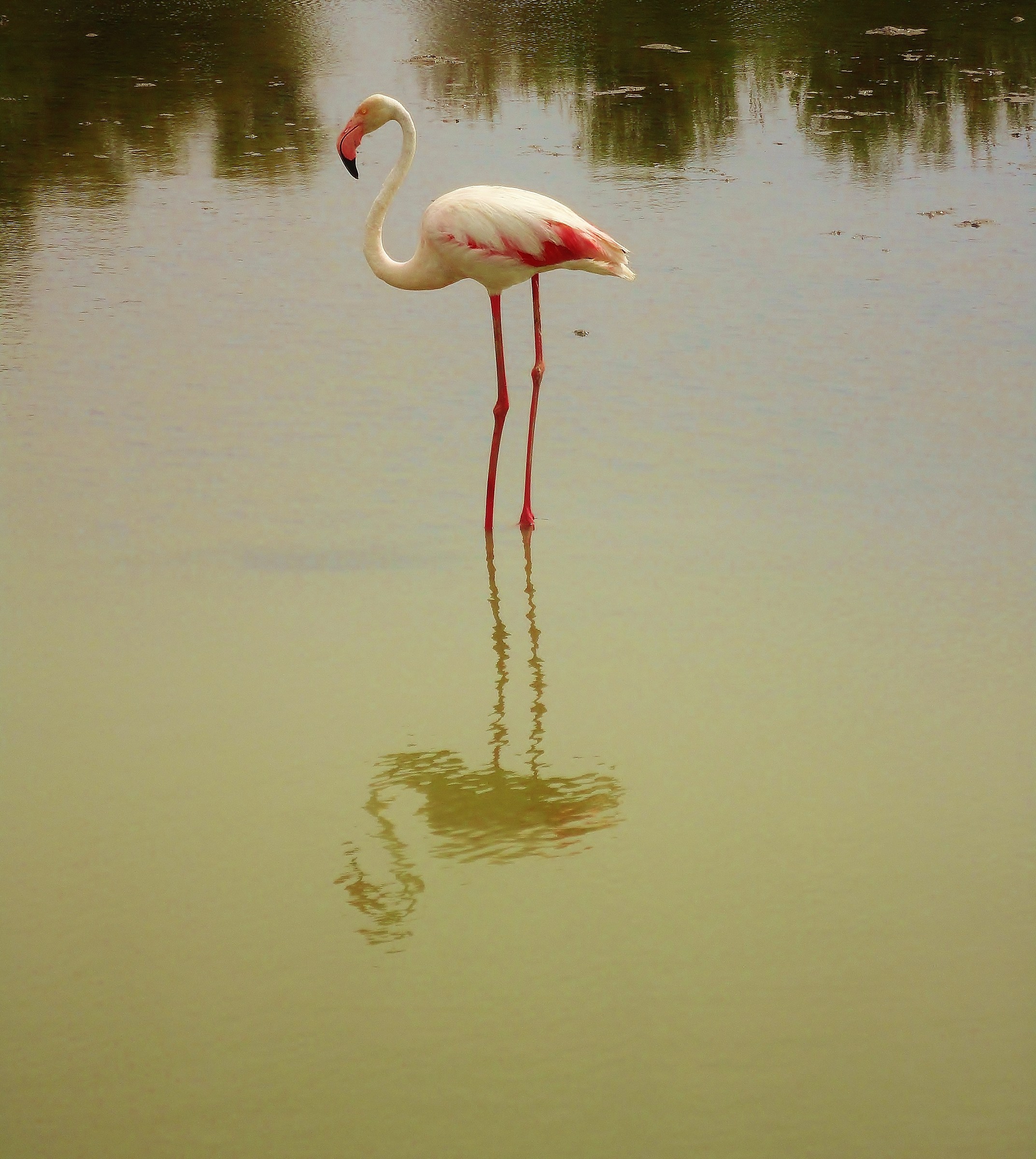 Flamant rose