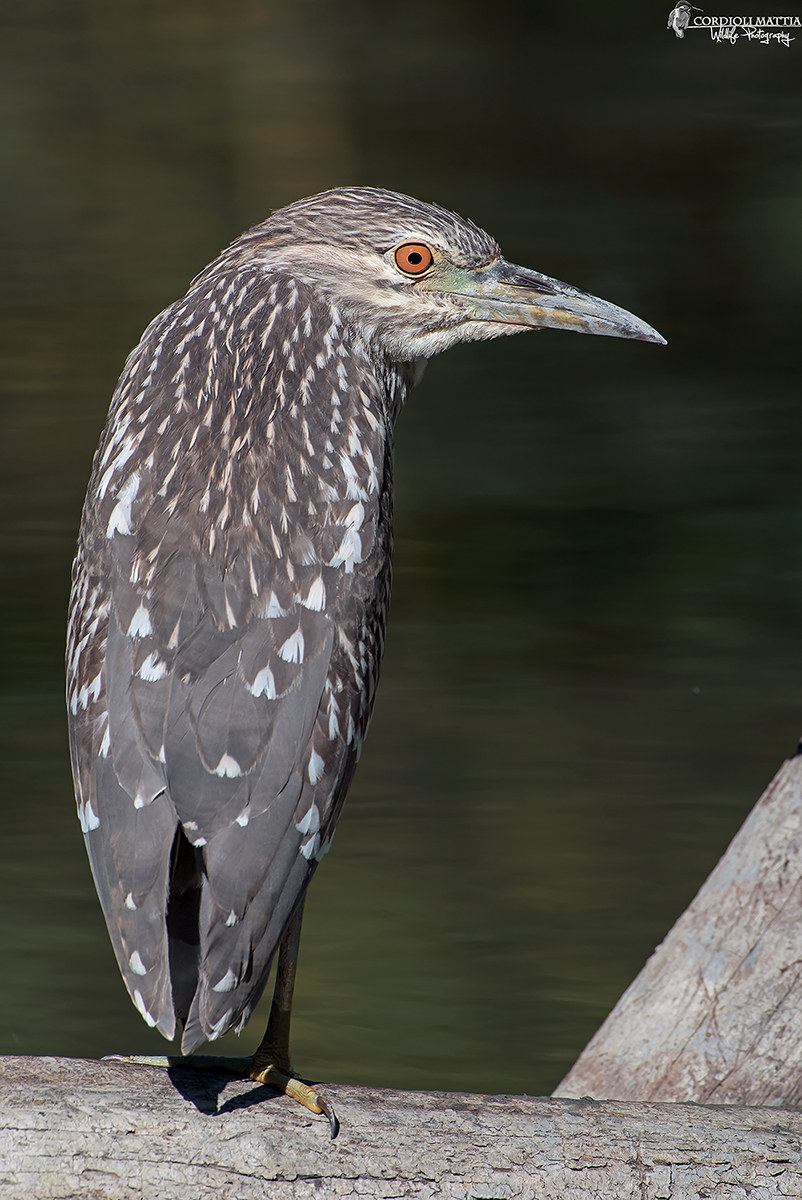 Young Night Heron