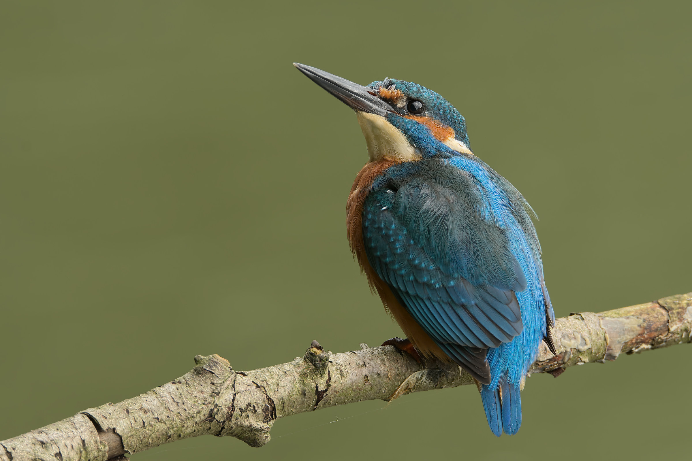 Juvenile male kingfisher