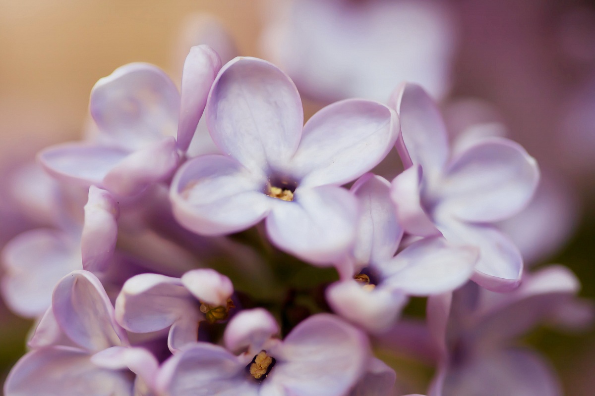 Lilac flowers