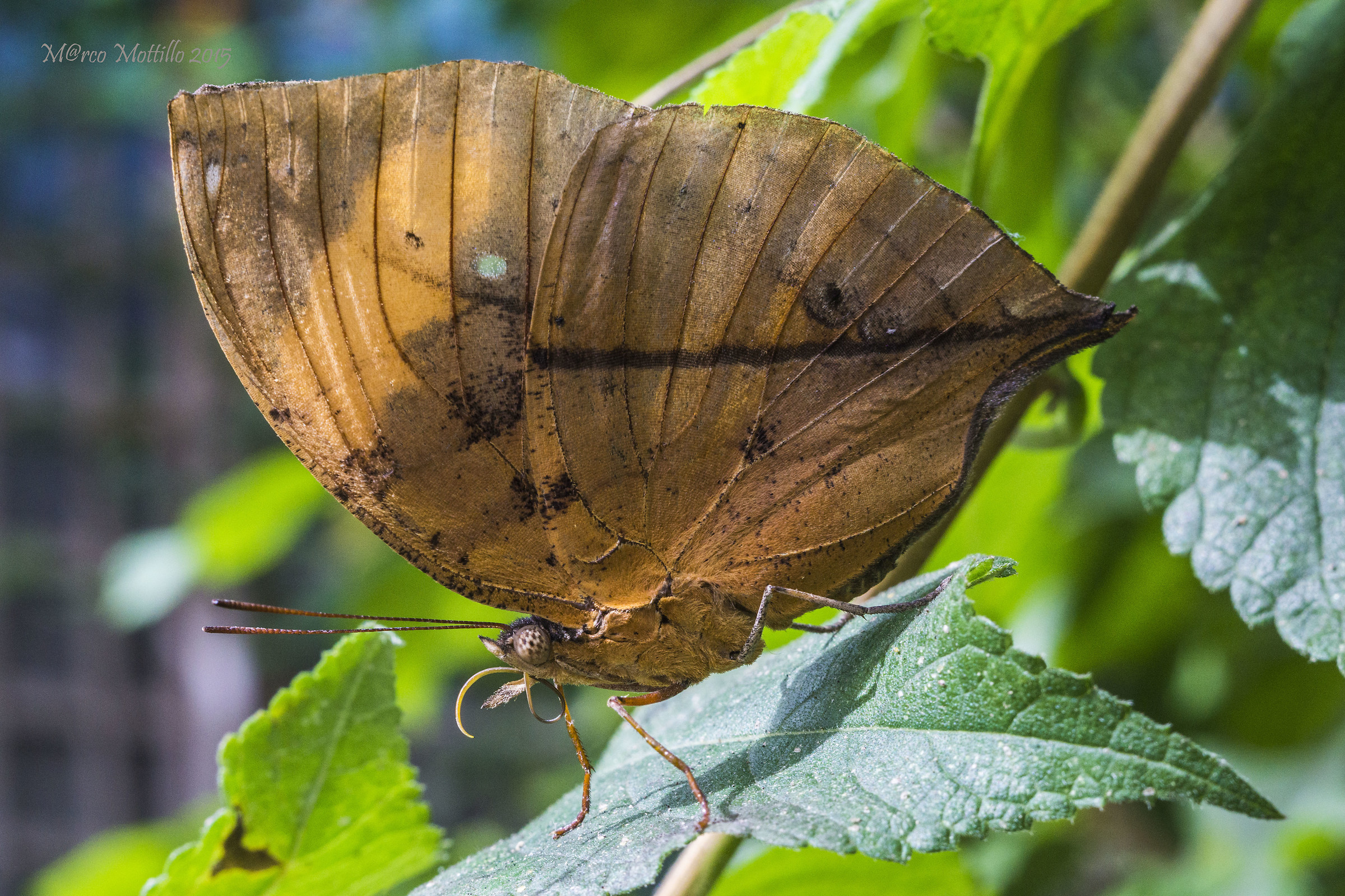 Kallima paralecta _ Ali closed (defense)