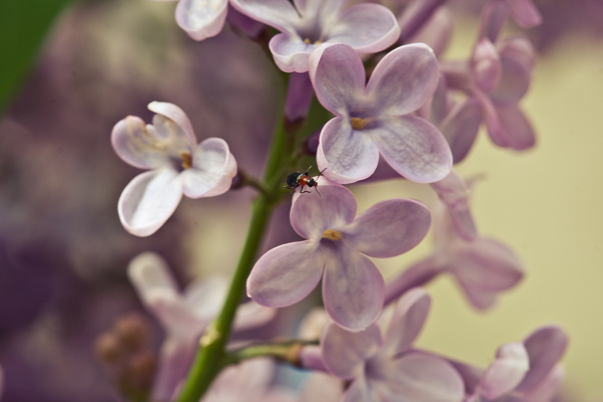 Lilac flowers