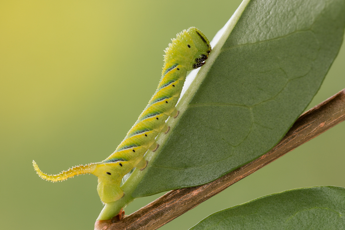 Sfinge testa di morto