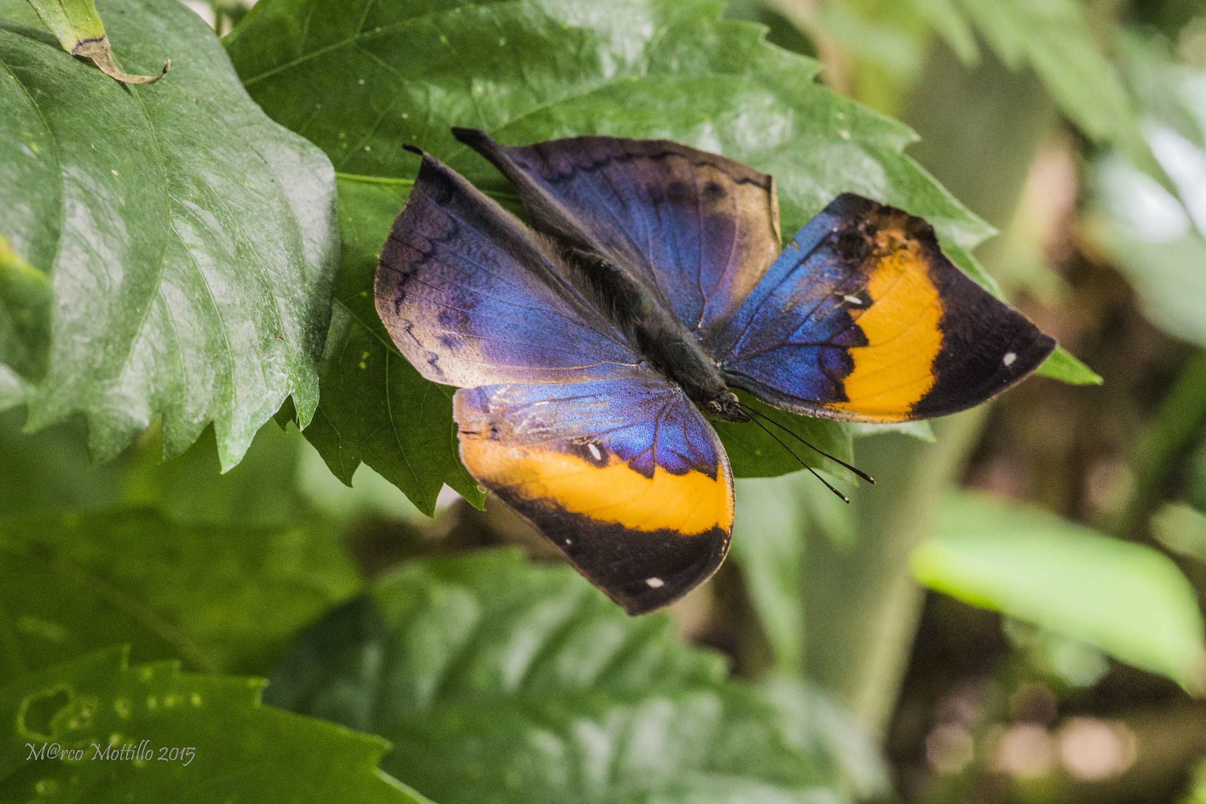 Kallima paralecta _ Wing opened (courtship)
