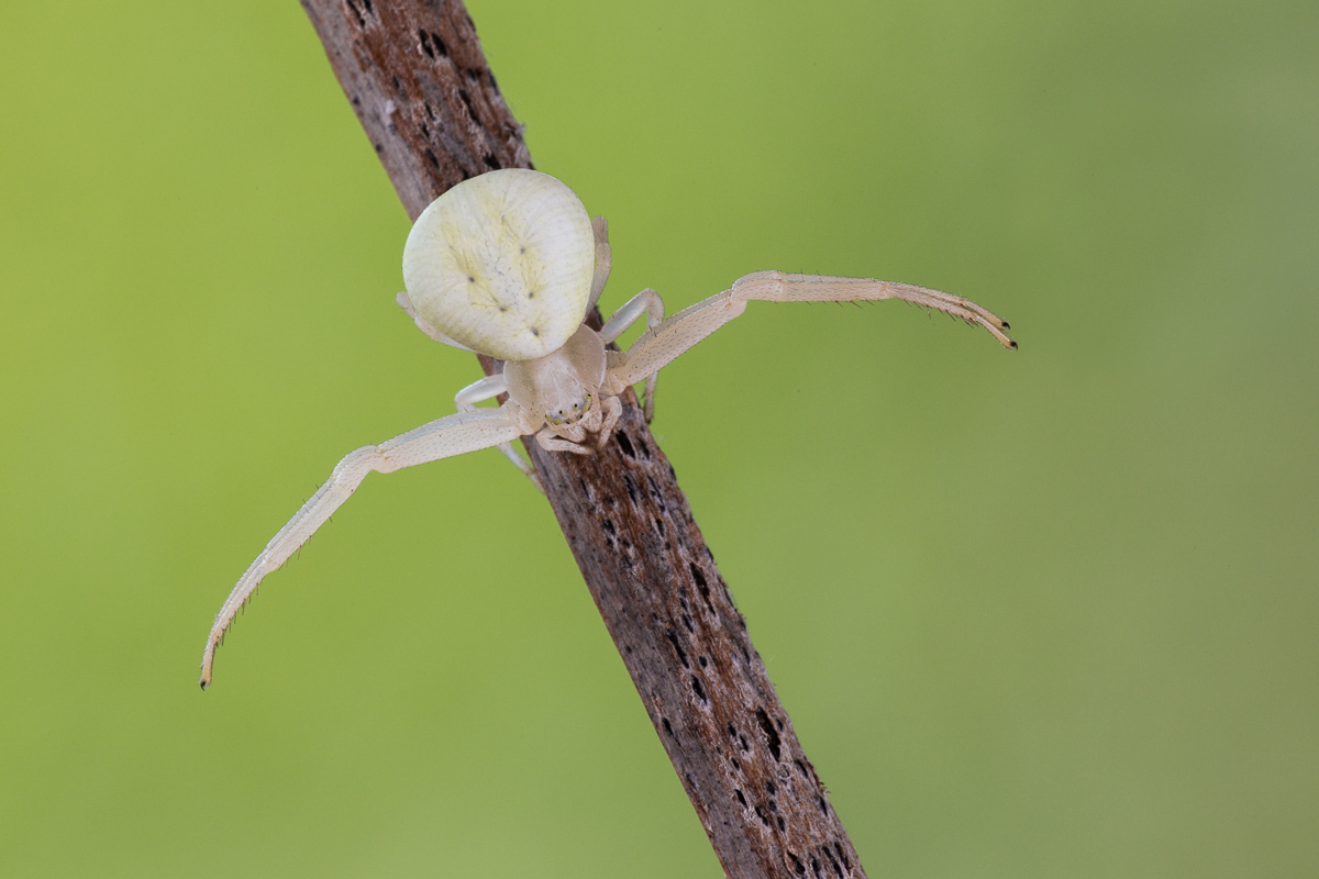 Ragno granchio (Misumena vatia)