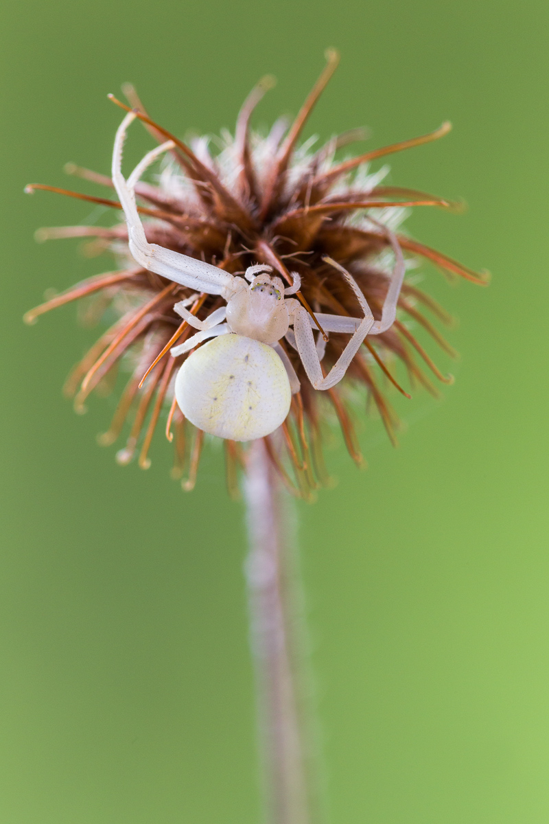 Ragno granchio (Misumena vatia)