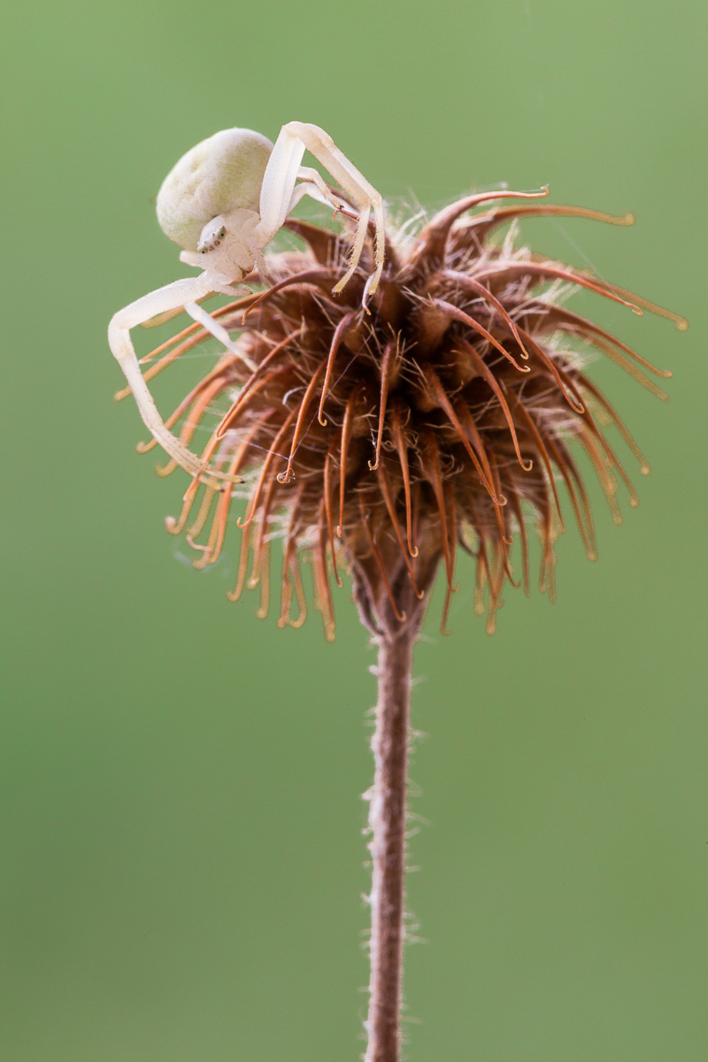 Ragno granchio (Misumena vatia)