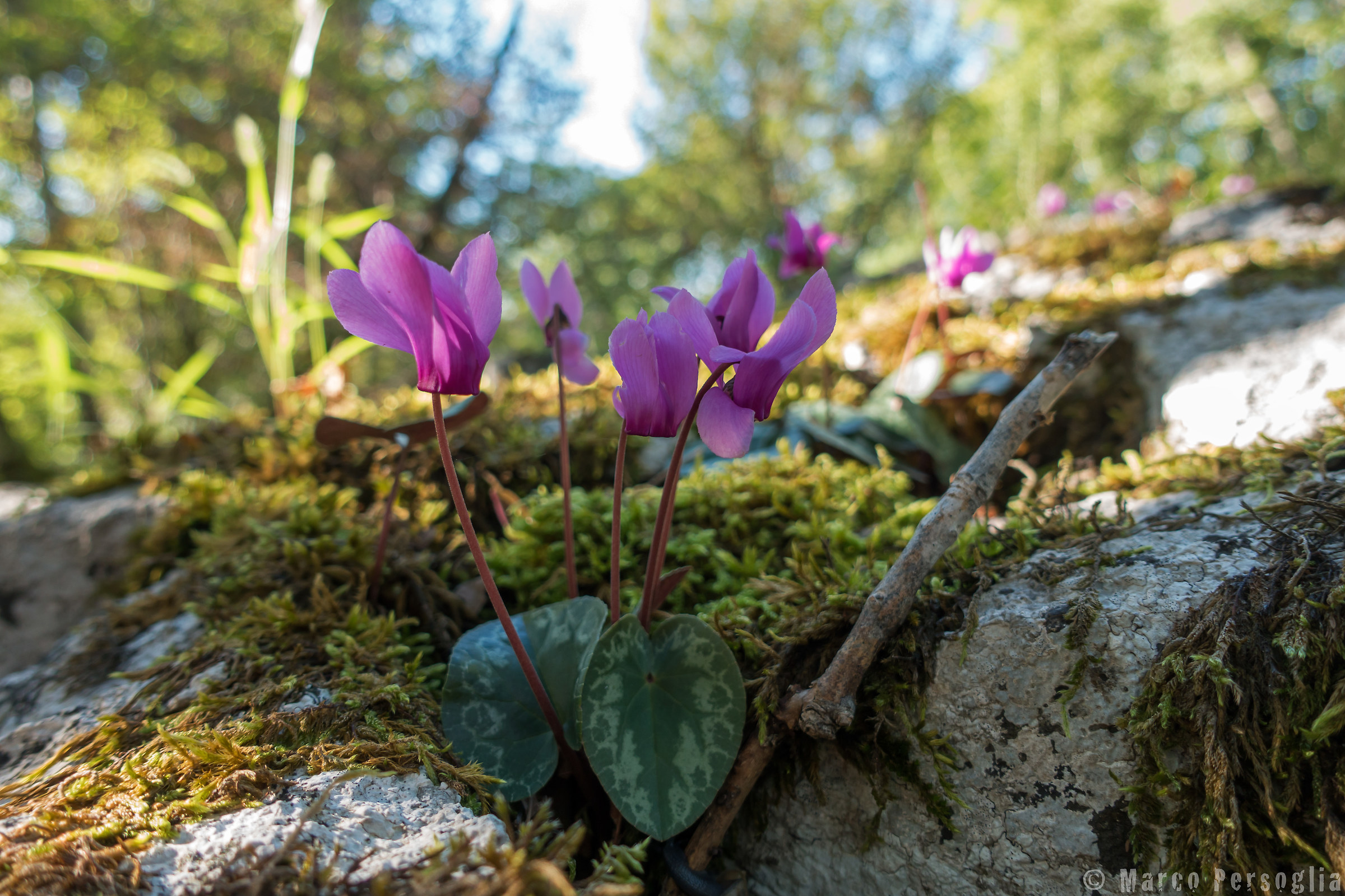 Ciclamini selvatici