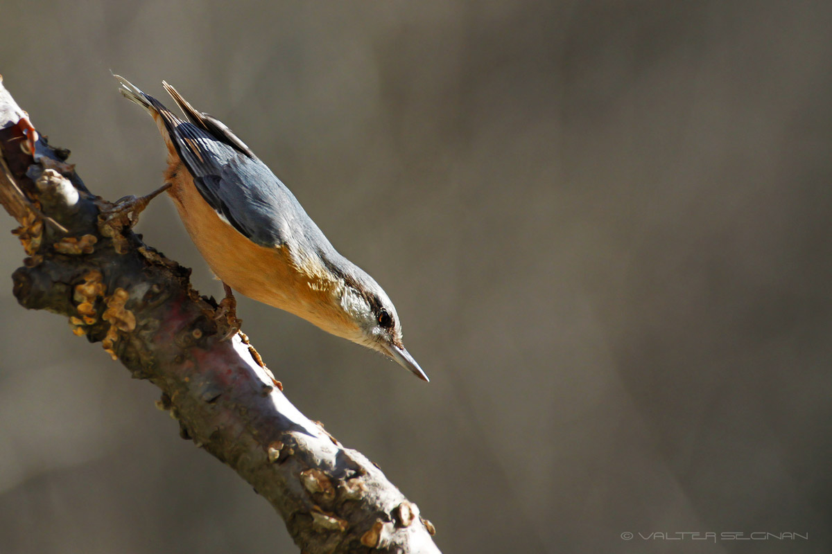 Nuthatch