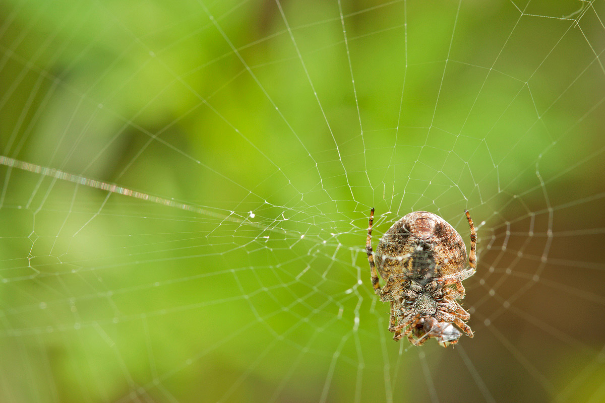 Colazione a testa in giù!