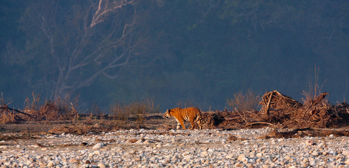 Tiger in Corbett