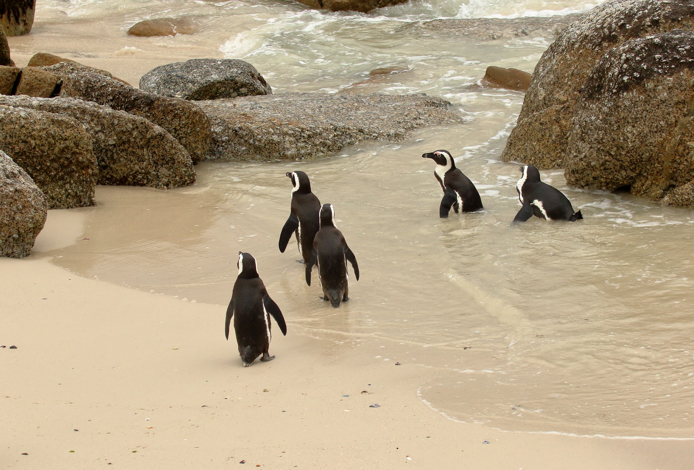 the penguins of Boulders