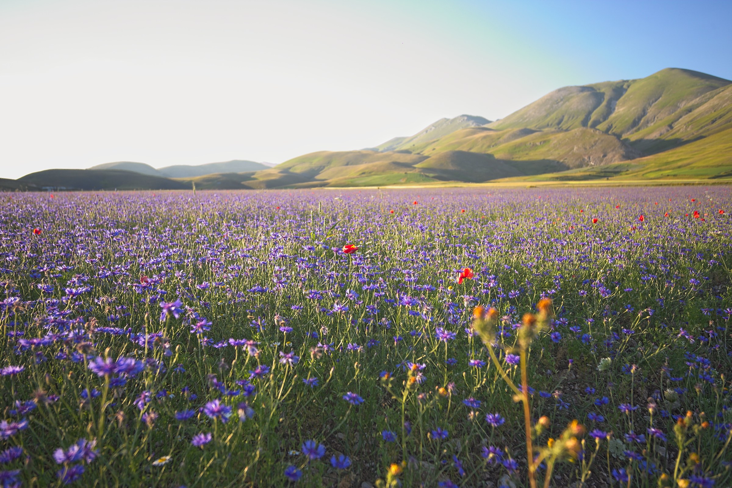 castelluccio fioritura