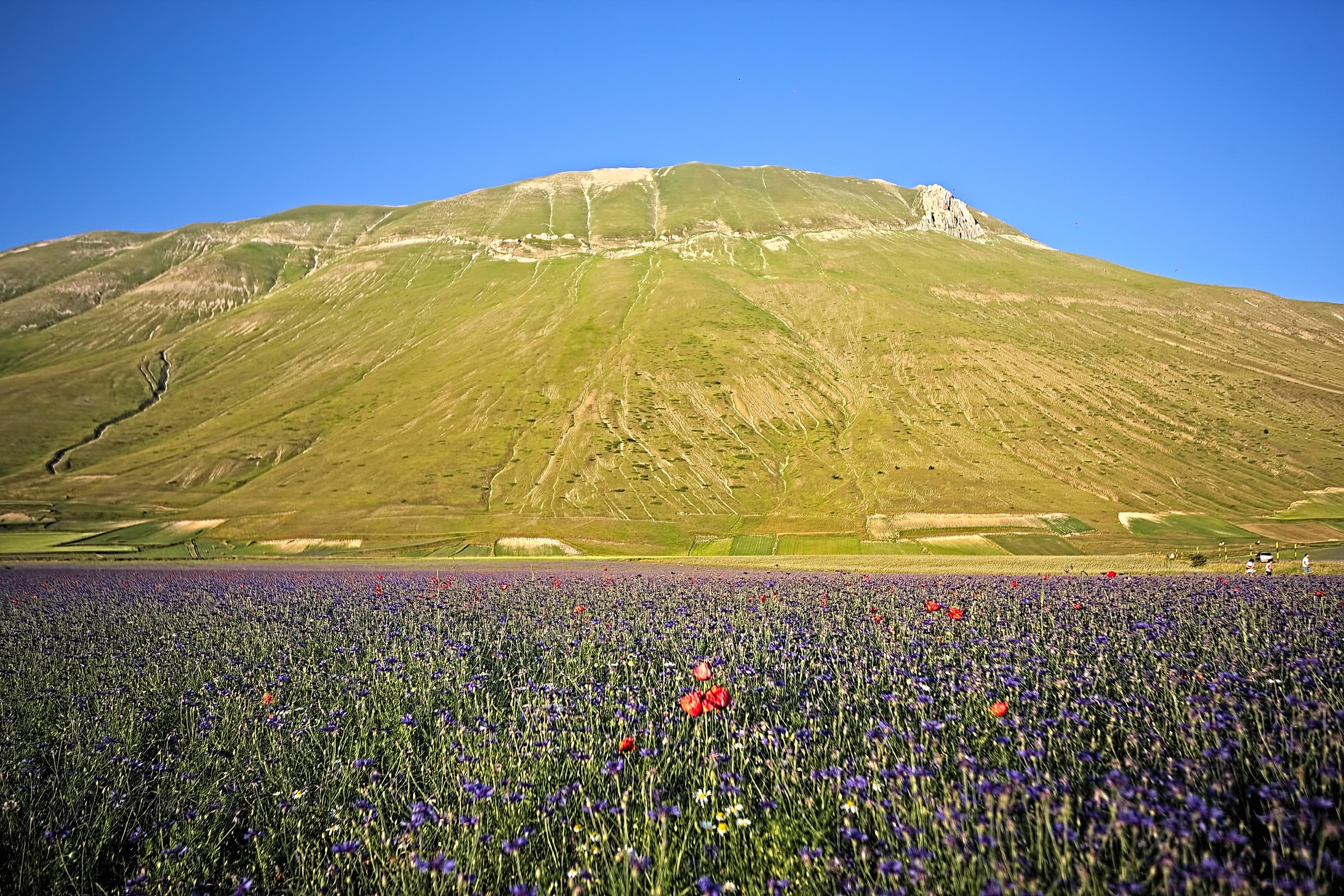 castelluccio fioritura 2