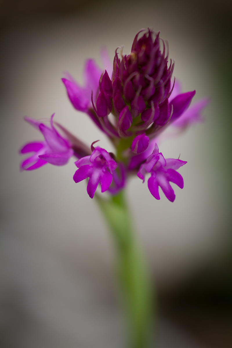 Anacamptis pyramidalis