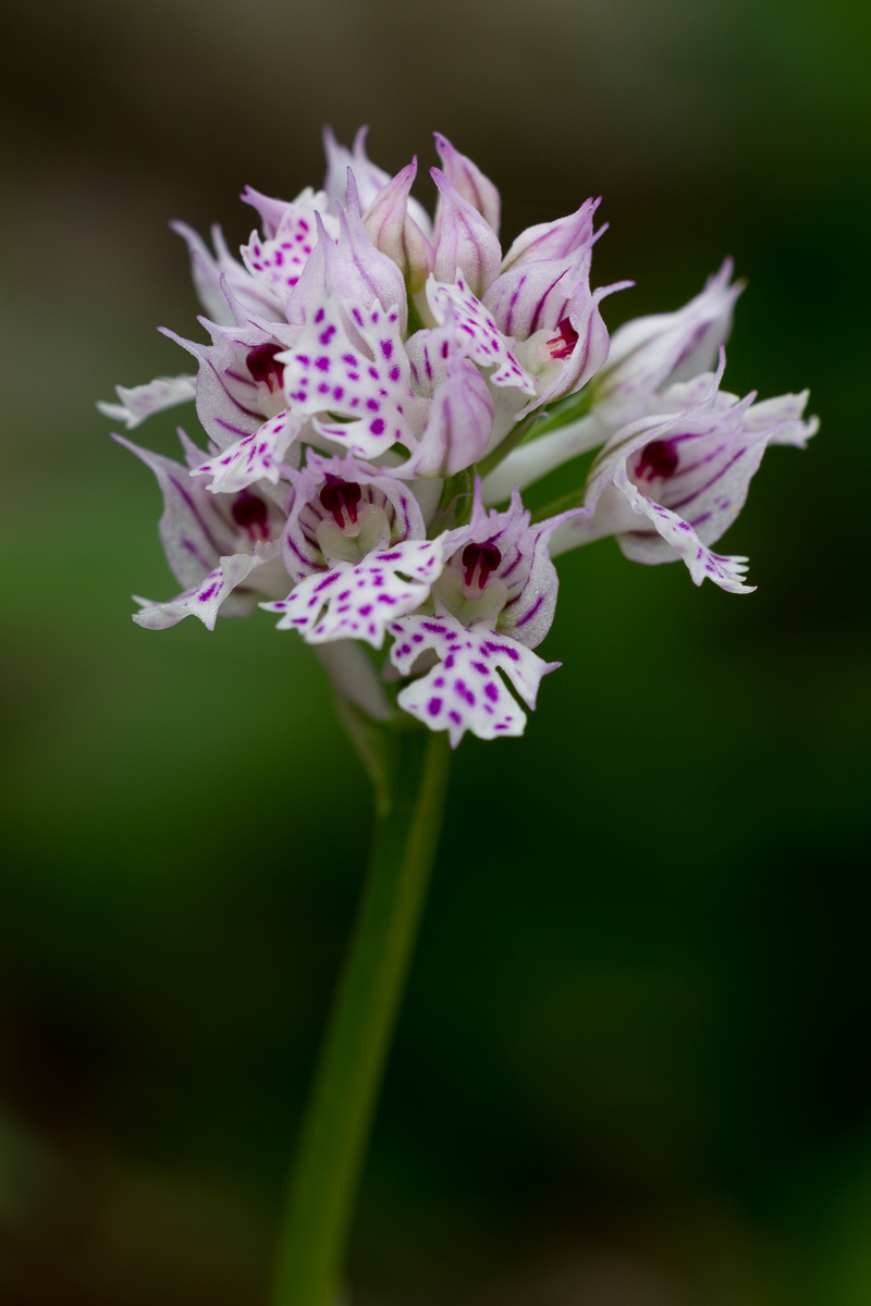 Orchis tridentata