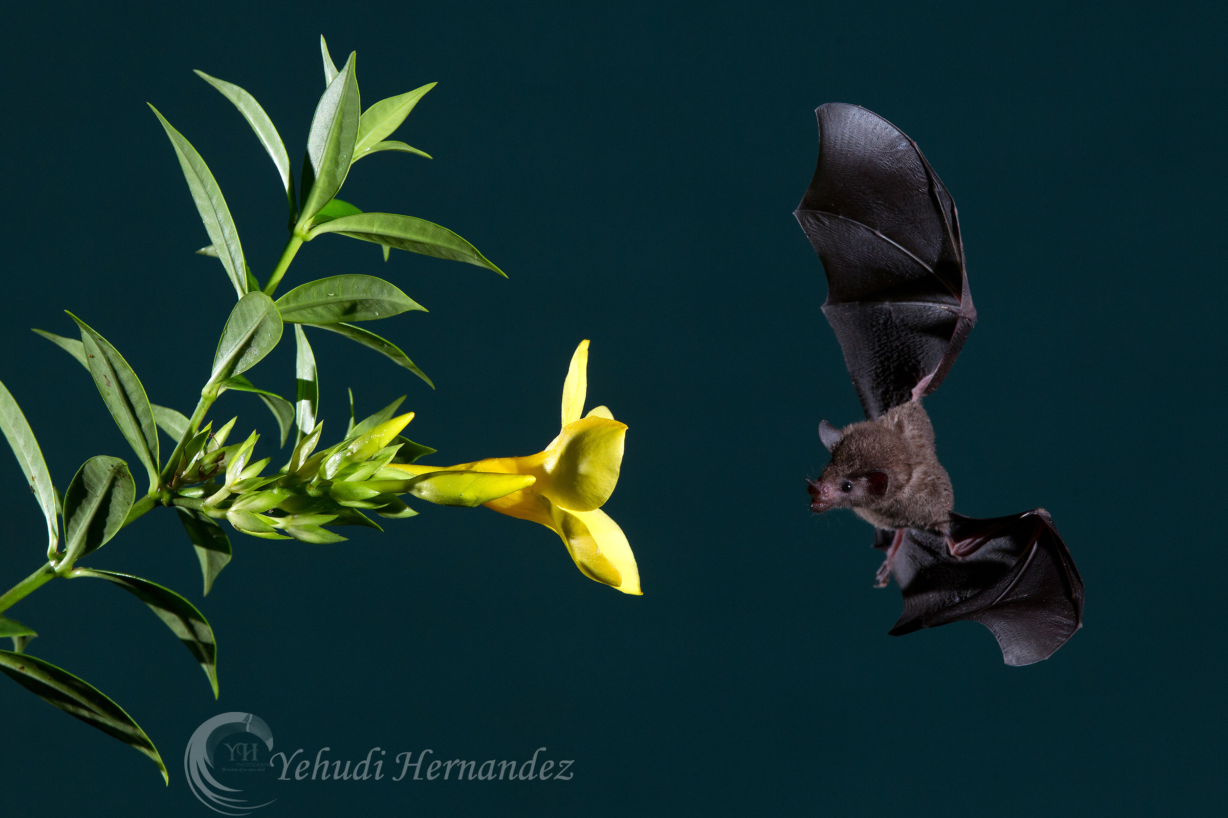 LongTongued bat ( Glossophaga soricina)