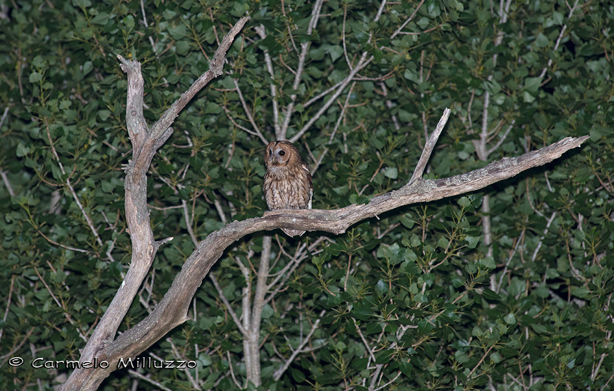 Allocco framed _Strix aluco_