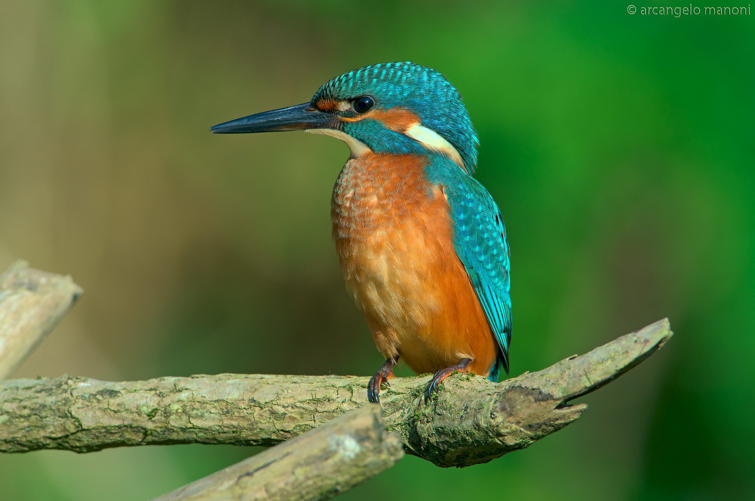 Il martino vicino di casa