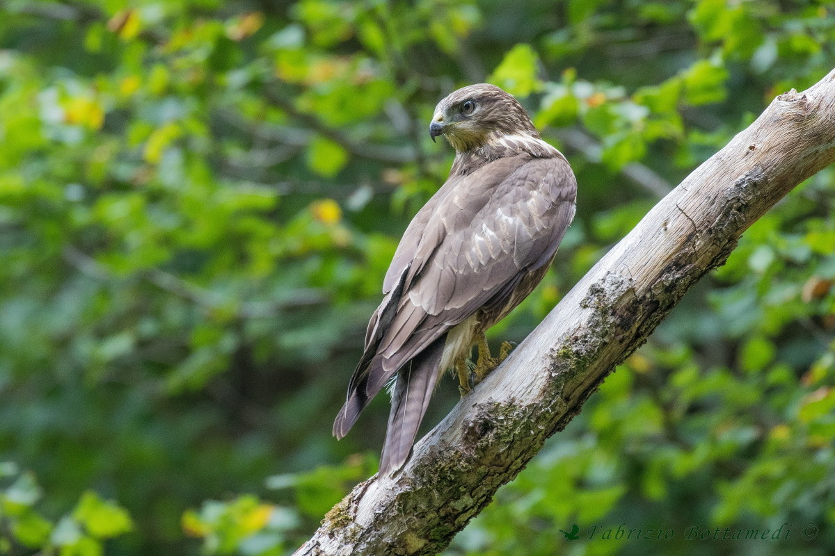 Buzzard posing