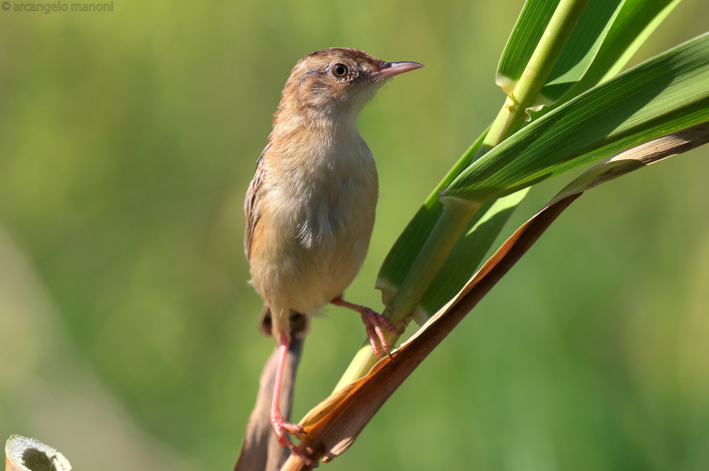 A lookout beccamoschino