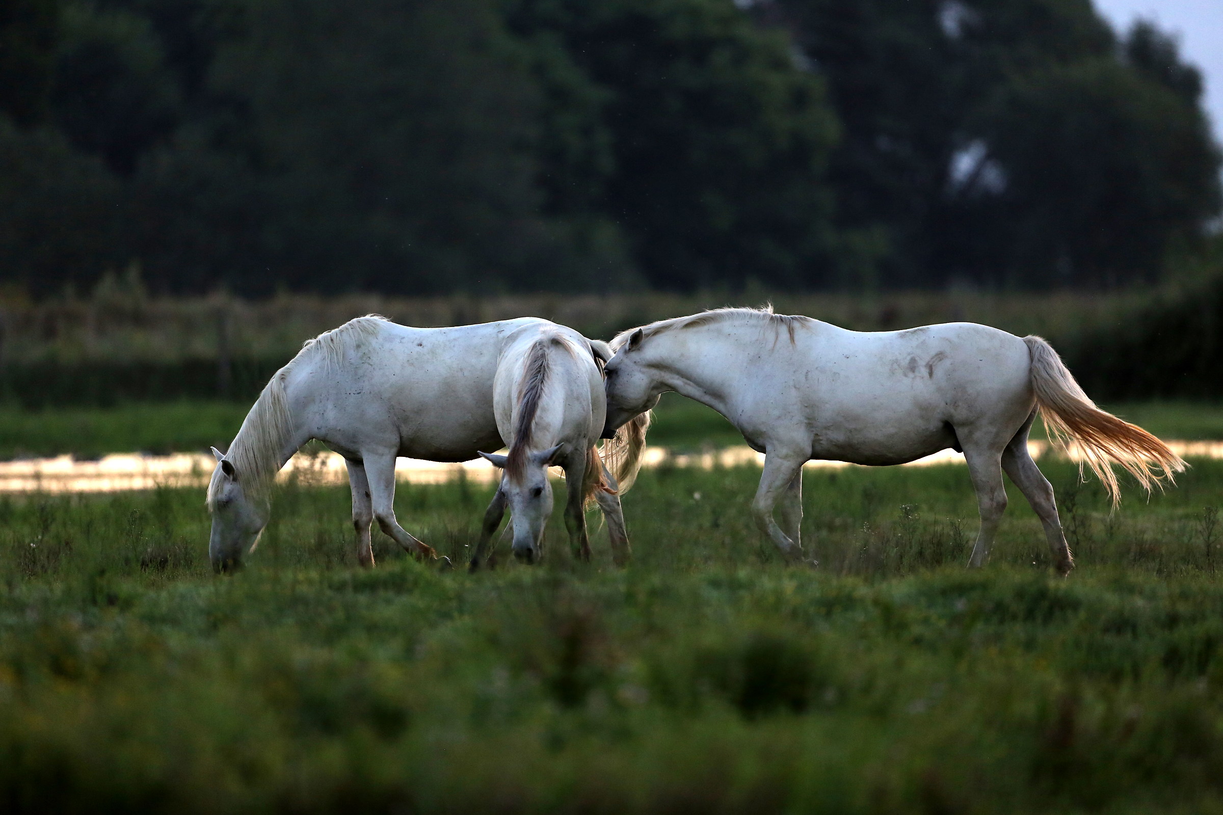 Cavalli di Camargue 1