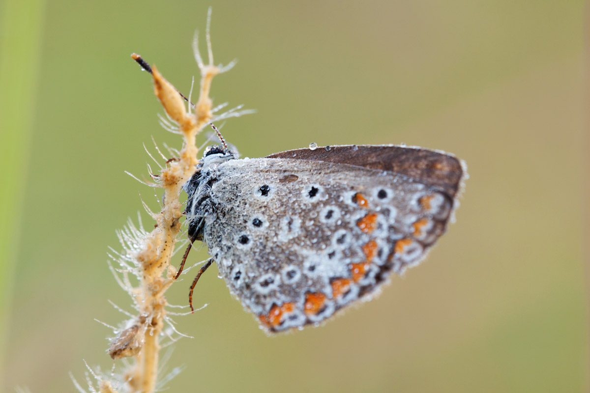 Polyommatus Thersites