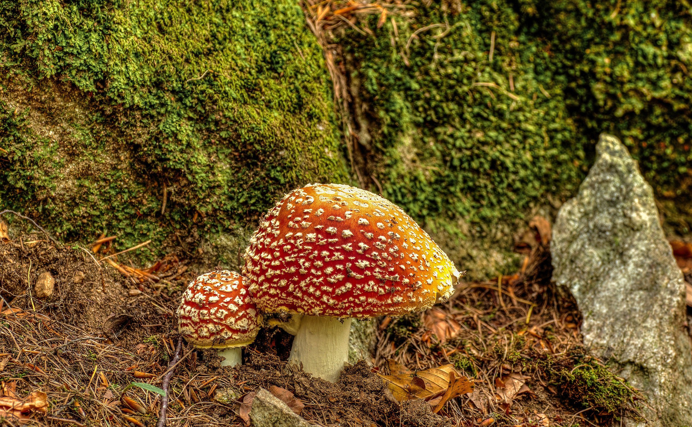 Amanite Muscarie in the forests of the Maritime Alps (Cn)